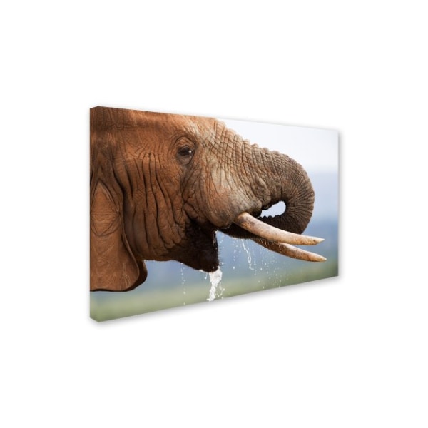 Robert Harding Picture Library 'Elephant Drinking' Canvas Art,12x19